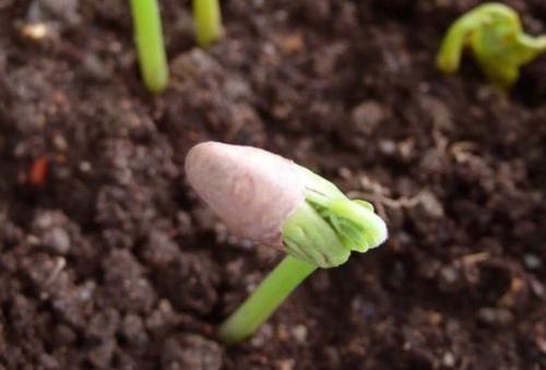 种植大豆观察日记