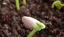 种黄豆观察日记