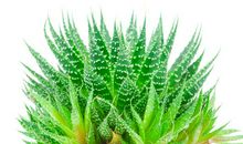 我最喜欢的植物——芦荟