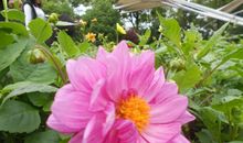 一棵小草的生活与见闻