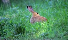 “野兔子”的足球赛