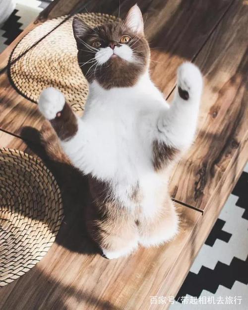 猫侦探