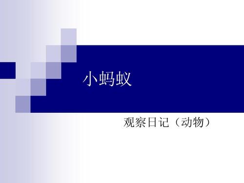 小蚂蚁观察日记