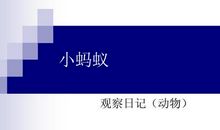 小蚂蚁观察日记