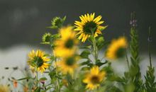 忘不了那一片翠绿