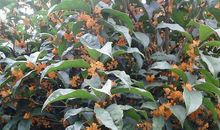 我心爱的桂花树