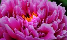 花就是这样开放的