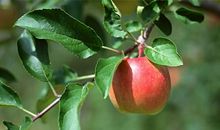 我是一棵苹果树