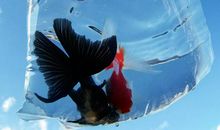 一条渴望飞翔的鱼