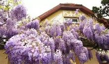 我发现了紫藤萝的美