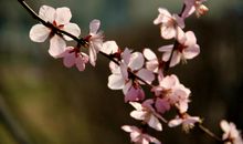 谁把春天带来了