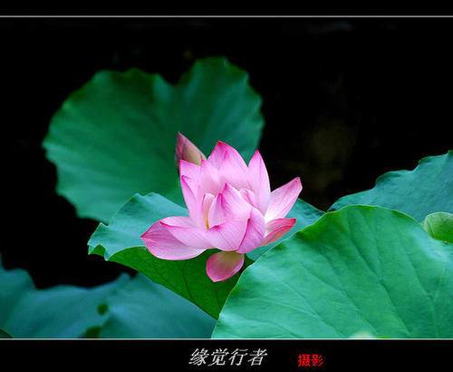 真诚的回报