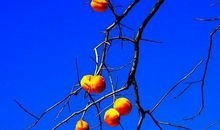 柿子熟了的时候