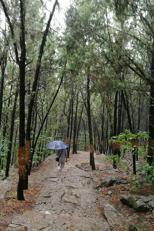 雨中的登云龙山