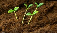 假如我是一片泥土