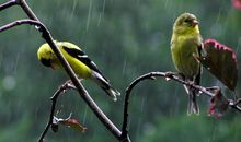 小树和小鸟的对话