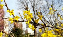 公园里的迎春花