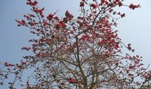 第一次爬攀枝花树