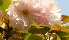 那些盛开在心中的花儿