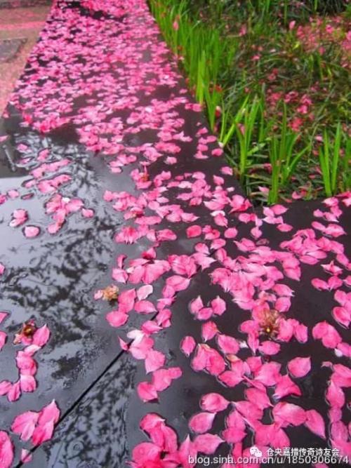 落花