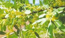 曾经被我忽略的花香