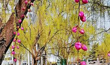 春天就在我们身边