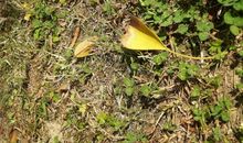 走过枯萎的阳光