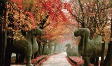 忘不了的桂花香