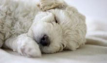 我家可爱的小狗