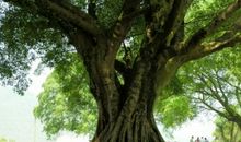 大榕树伴我成长