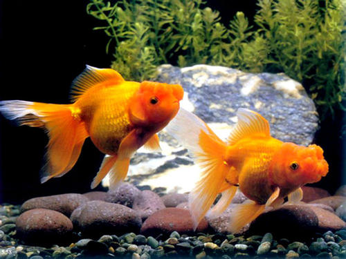 我和我的小金鱼