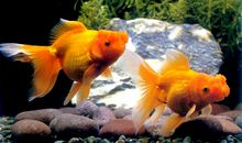 我和我的小金鱼