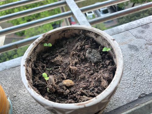 小苗的成长