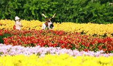 我与鲜花一起绽放