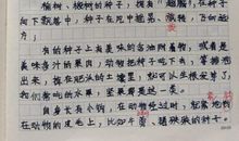 这样埋下一颗种子