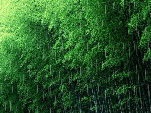我爱竹林