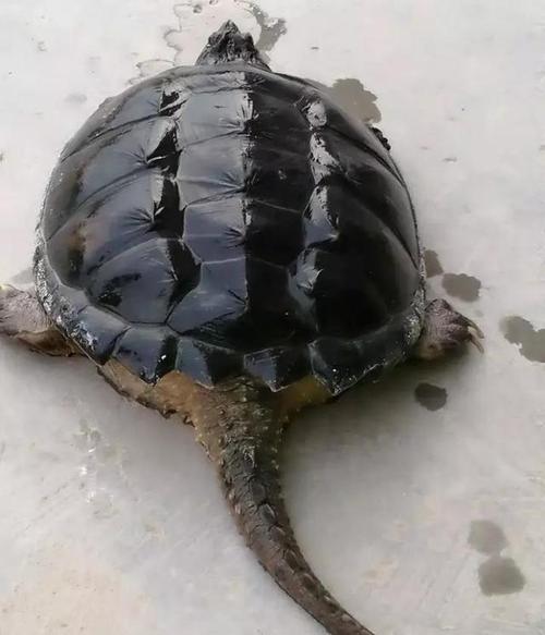 海龟的故事