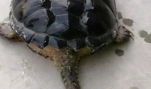 一只海龟的自述