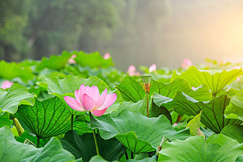 美丽的荷花池