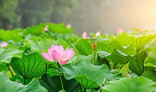美丽的荷花池塘