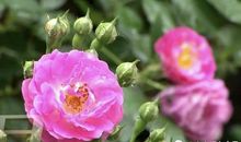 让甜蜜之花处处开