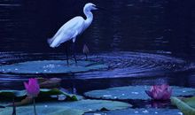 萤光之火堪比皓月之辉