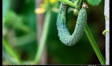 生机勃勃的菜园