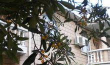 枇杷树下的童年