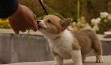 我的宠物朋友小白狗