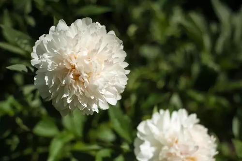 如花