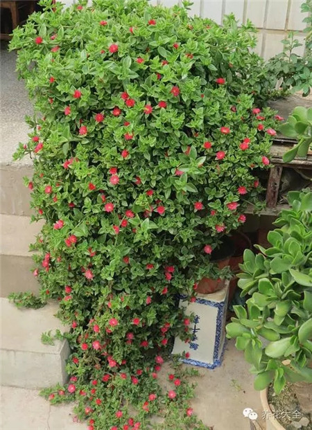 那只蜘蛛植物