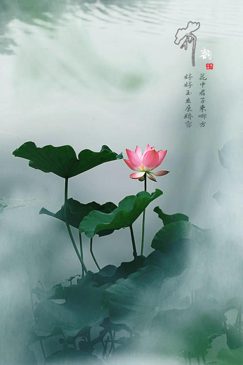 莲花韵