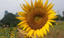 乐观开出明媚的花