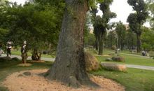 夸夸我们的百树园